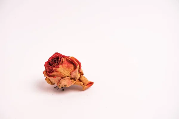 Plan Rapproché Une Tête Rose Séchée Isolée Sur Fond Blanc — Photo