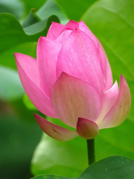 Egy Közelkép Egy Virágzó Rózsaszín Lótuszrügyről — Stock Fotó