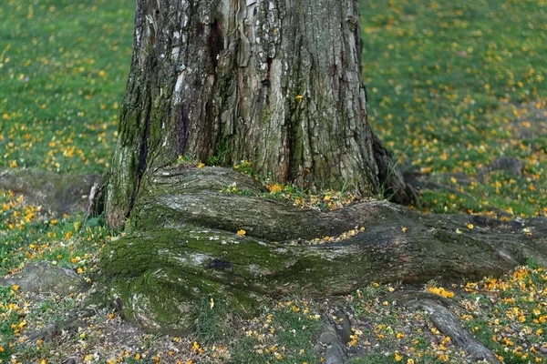 一张旧树干和布满苔藓的树根的特写照片 — 图库照片
