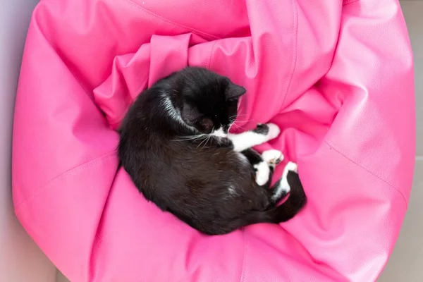 可愛い黒猫はピンクの椅子で寝ています — ストック写真