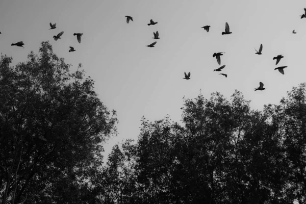 Eine Graustufenaufnahme Von Vielen Vögeln Die Himmel Über Bäumen Fliegen — Stockfoto