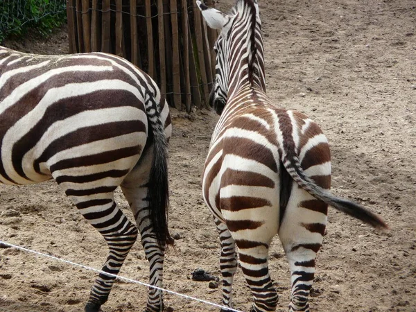 Uma Visão Traseira Duas Zebras Como Eles Estão Começando Correr — Fotografia de Stock