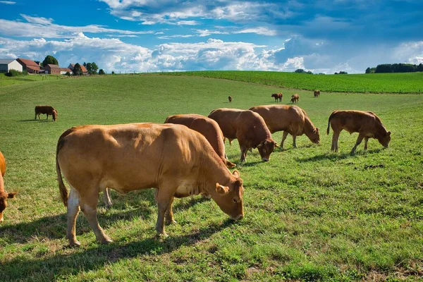 Several Cows Grazing Green Grass Daytime — Stock Photo, Image