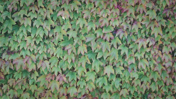 Una Hermosa Foto Una Pared Viejas Hojas Hiedra Verde —  Fotos de Stock