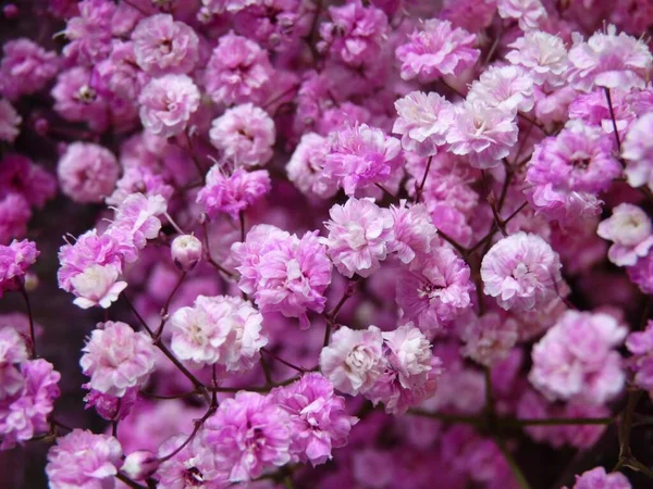 High Angle Shot Beautiful Pink Flowers Bouquet — Stock Photo, Image