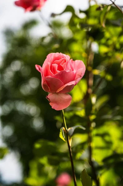 Primer Plano Vertical Una Hermosa Rosa Rosa Floreciendo Jardín Sobre — Foto de Stock