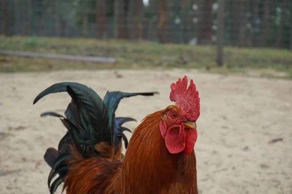 Närbild Röd Tupp Jordbruksmarken — Stockfoto