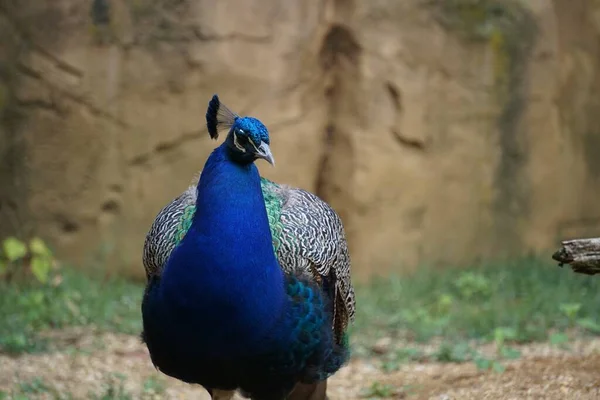 青い孔雀の選択的フォーカスショット — ストック写真