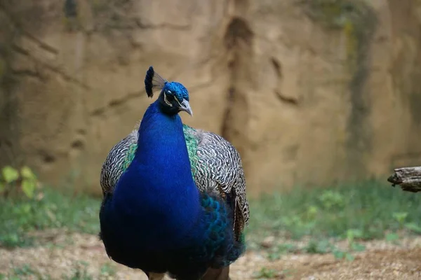 Tiro Foco Seletivo Pavão Azul — Fotografia de Stock