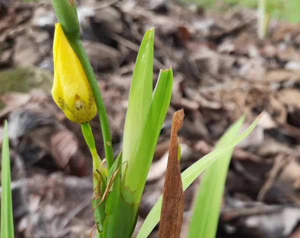 Een Selectieve Focus Shot Van Een Gele Knop Een Bloem — Stockfoto