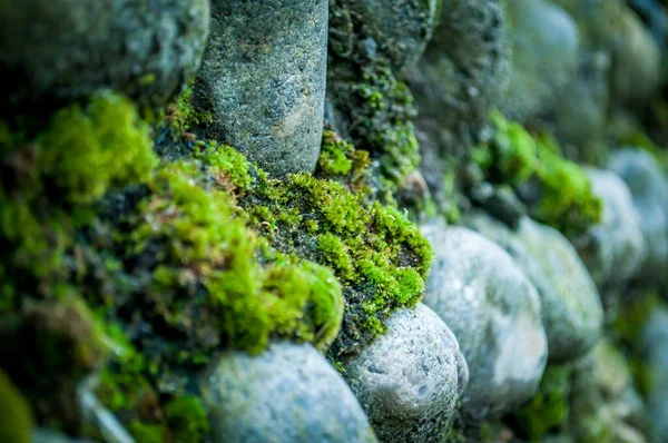覆盖圆形岩石表面的绿色苔藓的选择性聚焦拍摄 — 图库照片