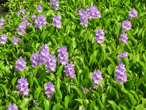 Campo Jacintos Água Comum Florescendo Dia Ensolarado — Fotografia de Stock