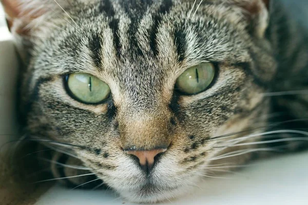 Joven Rayas Retrato Gato Tabby Primer Plano Cara Los Ojos — Foto de Stock