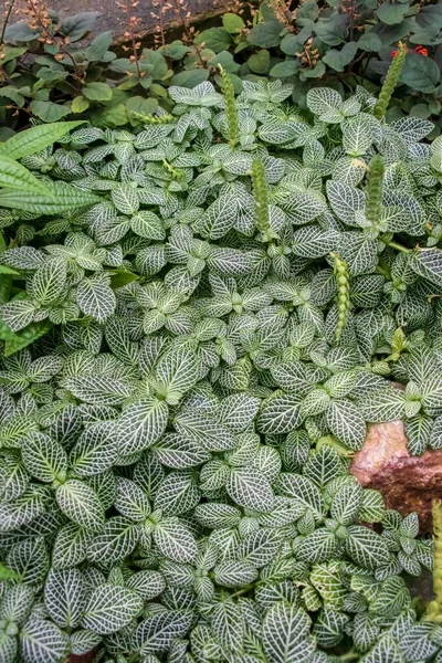 Eine Vertikale Aufnahme Der Pflanzen Namens Fittonia Albivenis — Stockfoto