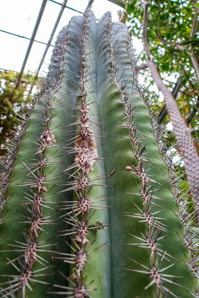 Een Verticaal Schot Van Een Lange Candelabra Cactus Het Park — Stockfoto