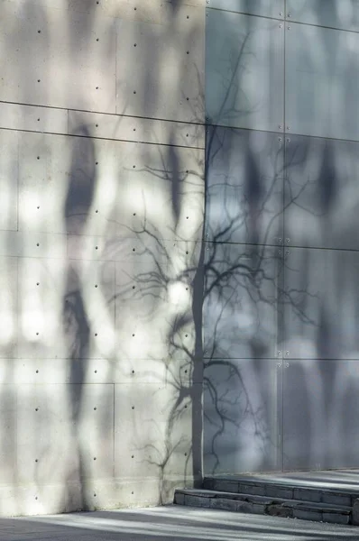 Вертикальный Снимок Тени Дерева Стене Идеально Подходит Заднего Плана — стоковое фото