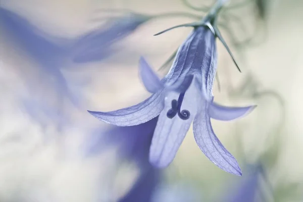 Bulanık Bir Arkaplanda Güzel Mor Bir Harebell Çiçeğinin Yakın Çekimi — Stok fotoğraf
