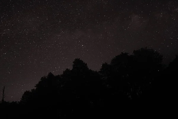 Las Siluetas Los Árboles Contra Cielo Estrellado Nocturno — Foto de Stock