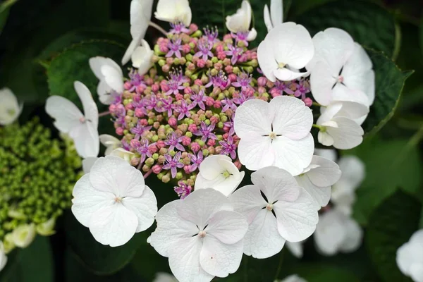 Närbild Bild Vackra Vilda Hortensia Hortensia Arborescens Blommor Trädgård — Stockfoto