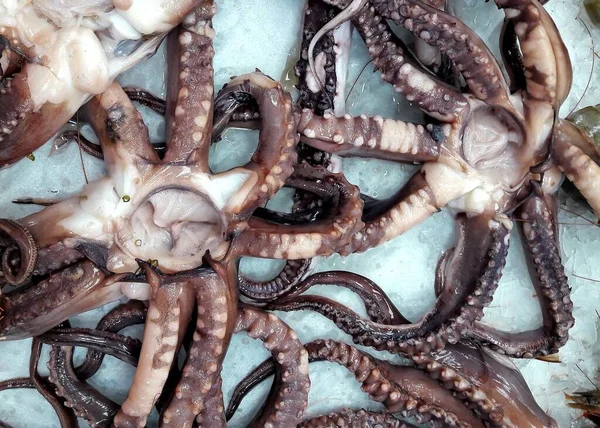 Closeup Shot Octopus White Table — Stock Photo, Image