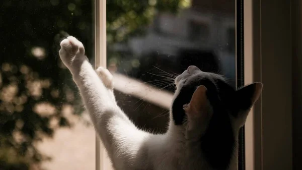 Beau Cliché Chat Blanc Pataugeant Une Fenêtre Par Une Journée — Photo