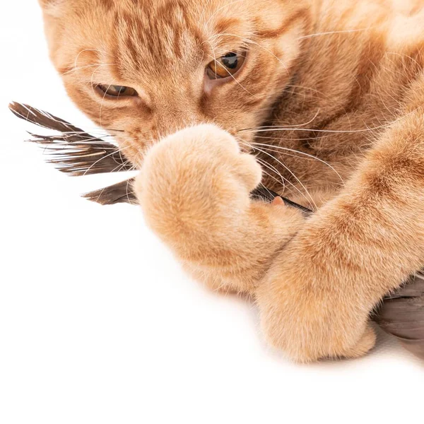 Gato Jugando Con Una Pluma Pájaro Aislada Sobre Fondo Blanco —  Fotos de Stock