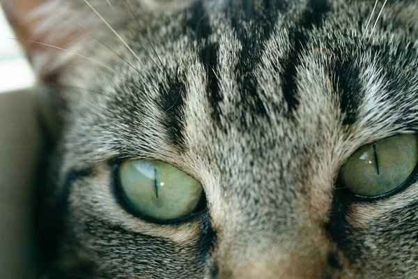 Jeune Chat Tabby Rayé Portrait Gros Plan Des Yeux — Photo