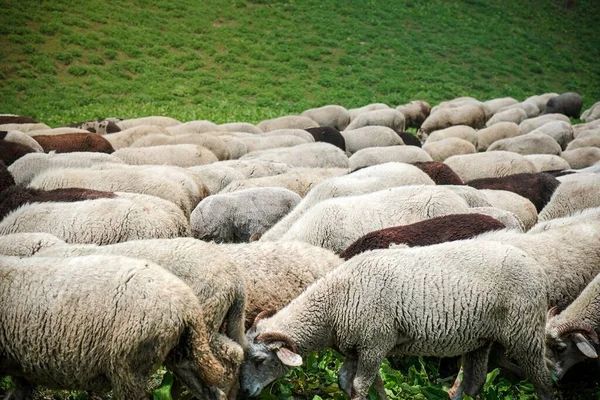 Sheep Grazing Green Fields — Stock Photo, Image