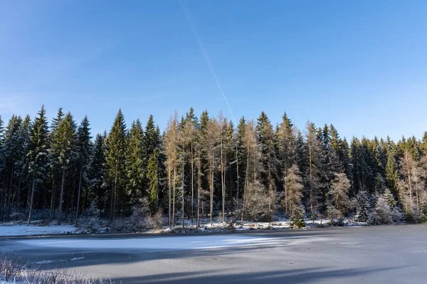 Low Angle Shot Tall Trees Captured Forest Cold Winter Day — Stock Photo, Image