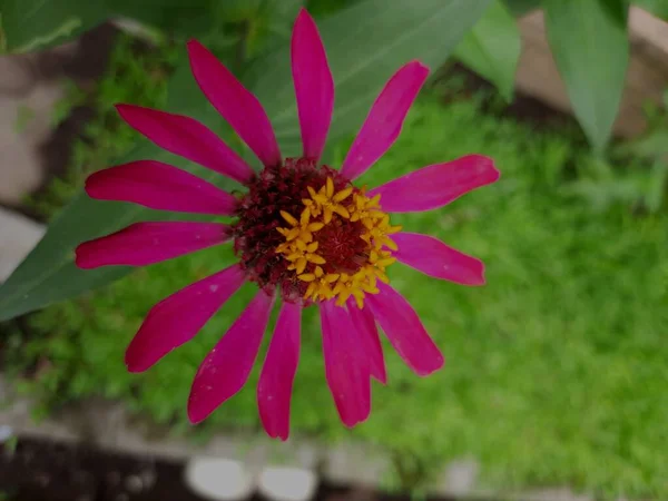 Tiro Close Uma Flor Roxa Zinnia Elegans — Fotografia de Stock