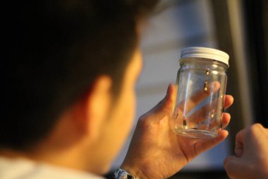 A Latino teenager examines bioluminescent fireflies (or lightening bugs) caught in a jar at twilight on a summer evening. clipart
