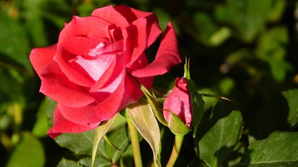 Primer Plano Una Rosa Roja Brote Campo Bajo Luz Del —  Fotos de Stock
