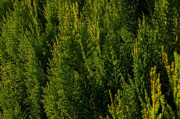 Closeup Shot Growing Evergreens Sunlight Perfect Background — Stock Photo, Image