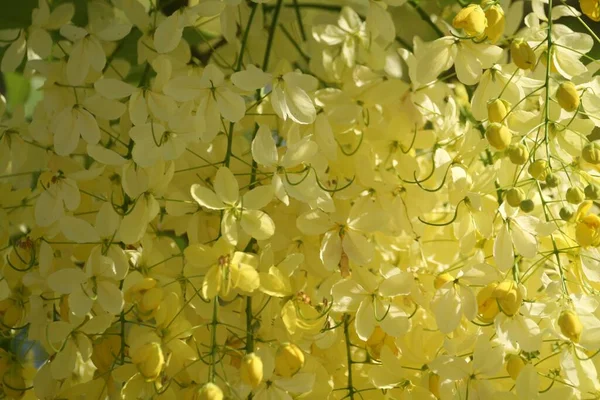 Egy Sekély Fókusz Közelkép Sárga Akác Növény Virágok Napfény Alatt — Stock Fotó