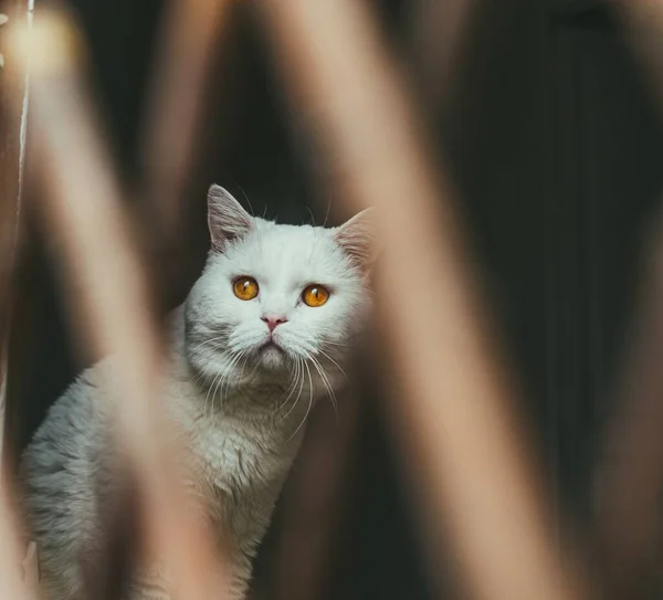 Selective Focus Shot White Fluffy Domestic Cat Beautiful Yellow Eyes — Stock Photo, Image