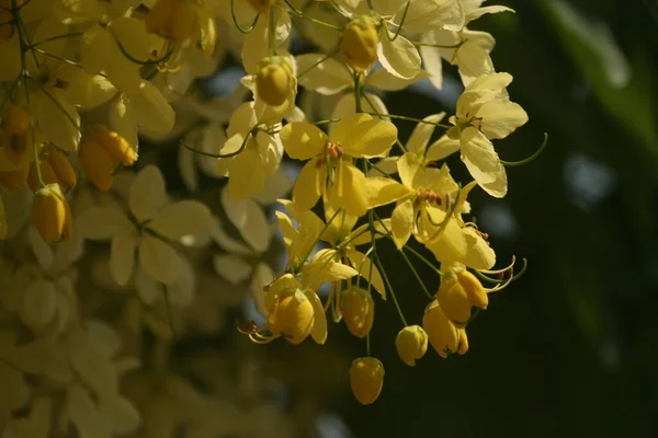 Primer Plano Flores Doradas Árbol Ducha Bajo Luz Del Sol — Foto de Stock