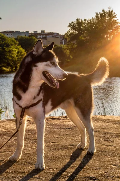 Tiro Vertical Belo Cão Husky Siberiano Olhando Para Lado — Fotografia de Stock