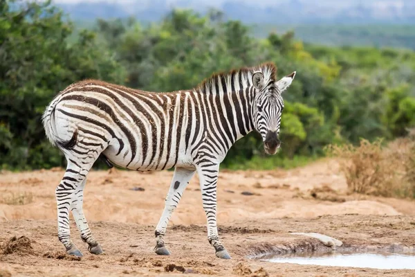 Bel Colpo Messa Fuoco Superficiale Una Zebra Natura — Foto Stock