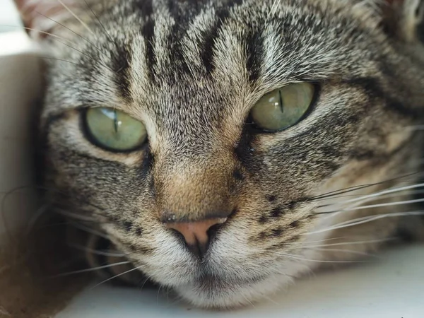 顔と目の近くに若い縞模様のタビー猫の肖像画 — ストック写真