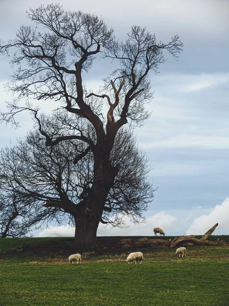 Tiro Vertical Oveja Blanca Comiendo Pasto Con Árbol Seco Marrón — Foto de Stock