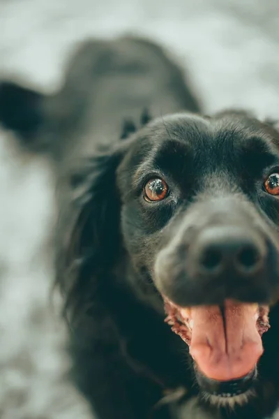 Närbild Bild Glad Och Bedårande Rygg Hund Tittar Kameran — Stockfoto