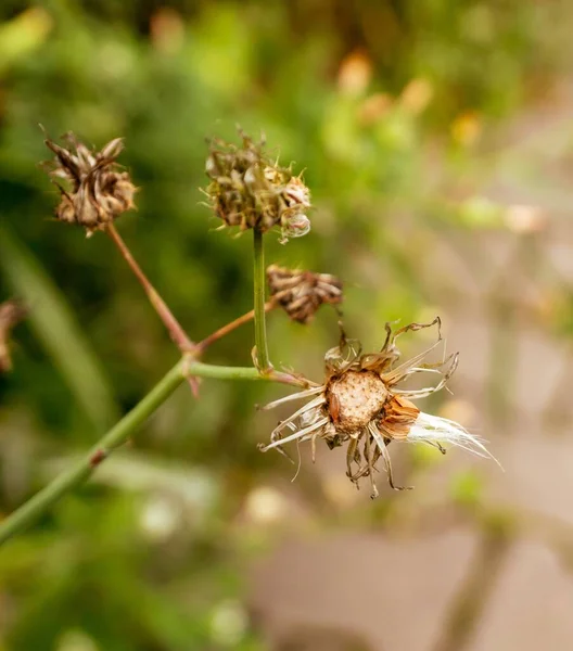 Mise Point Sélective Fleurs Séchées Exotiques Sur Une Tige Capturée — Photo