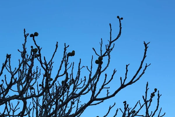 Branches Dead Pine Tree Pinecones Blue Background — Stock Photo, Image