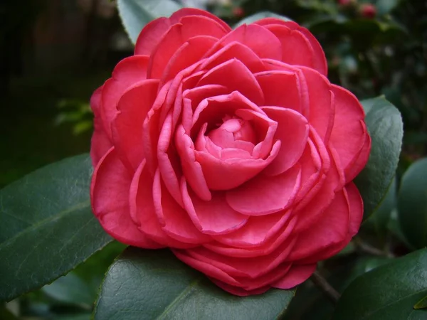 Primo Piano Una Bella Camelia Sotto Luce Del Sole — Foto Stock