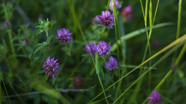 Eine Horizontale Aufnahme Lila Kleeblumen Mit Ihrem Grün Bei Tageslicht — Stockfoto