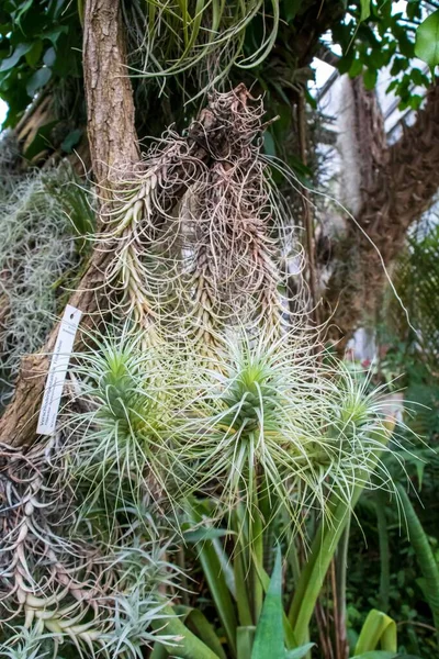 Een Verticaal Schot Van Planten Genaamd Tillandsia Heteromorpha — Stockfoto