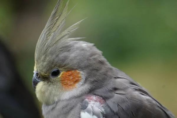 Eine Selektive Fokusaufnahme Von Corella Papagei Auf Verschwommenem Hintergrund — Stockfoto