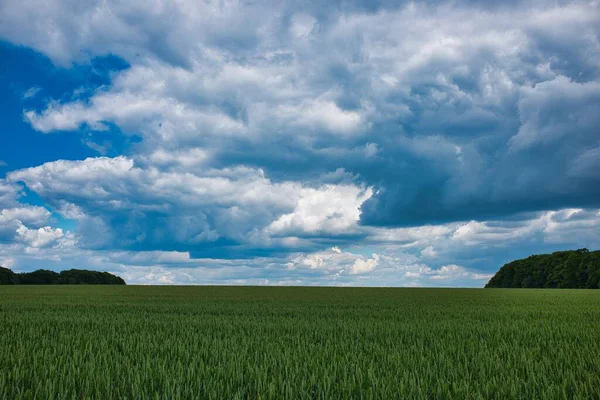 Gran Paisaje Hierba Verde Árboles Bajo Cielo Azul —  Fotos de Stock