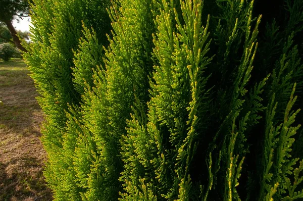 Крупним Планом Дріб Вирощування Вічнозелених Під Сонячним Світлом Ідеально Підходить — стокове фото