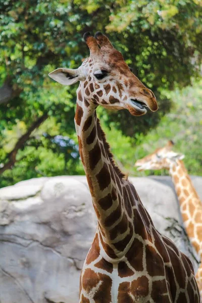 Gros Plan Une Girafe Dans Parc Pendant Journée — Photo